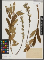 Foto von Salix triandra subsp. triandra L.